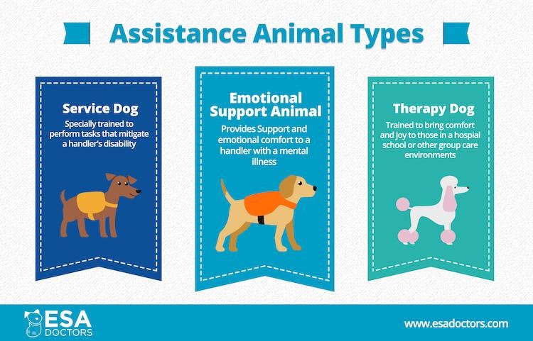 Service Versus Emotional Support Animal Service Versus Emotional Support Animal
